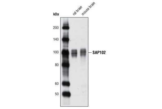 Western Blotting Image 1: SAP102 (G670) Antibody