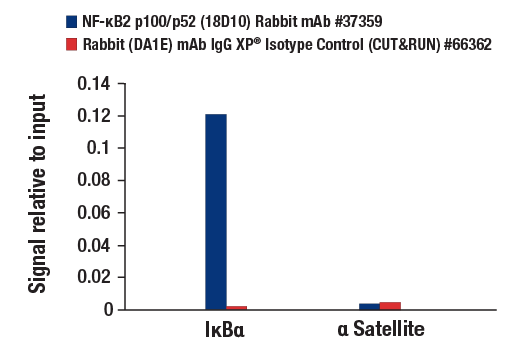 CUT and RUN Image 3: NF-κB2 p100/p52 (D7A9K) Rabbit mAb