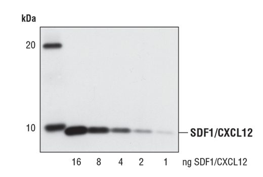Western Blotting Image 1: SDF1/CXCL12 Antibody