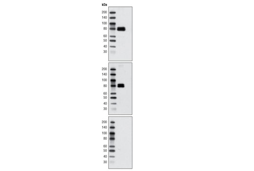 Western Blotting Image 1: Phospho-5-Lipoxygenase (Ser271) Antibody