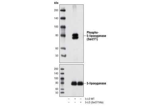 Western Blotting Image 2: Phospho-5-Lipoxygenase (Ser271) Antibody