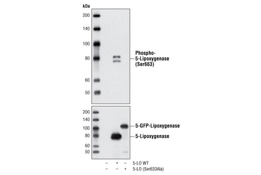 Western Blotting Image 2: Phospho-5-Lipoxygenase (Ser663) Antibody