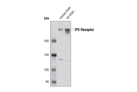 Western Blotting Image 1: IP3 Receptor Antibody