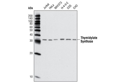 Western Blotting Image 1: Thymidylate Synthase Antibody