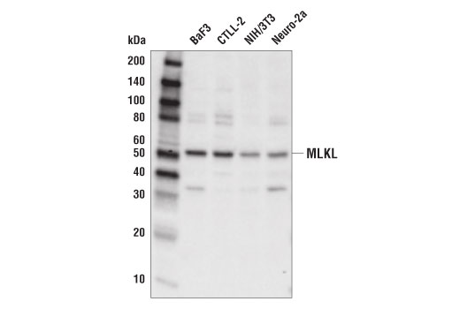  Image 2: PhosphoPlus® MLKL (Ser345) Antibody Duet