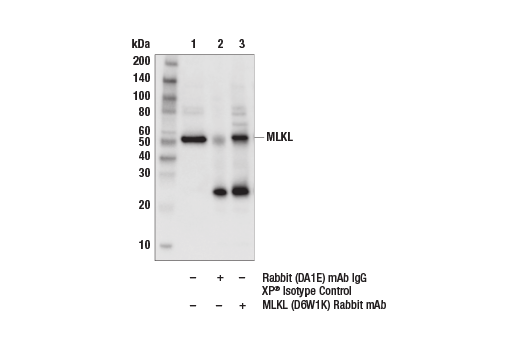 Immunoprecipitation Image 1: MLKL (D6W1K) Rabbit mAb