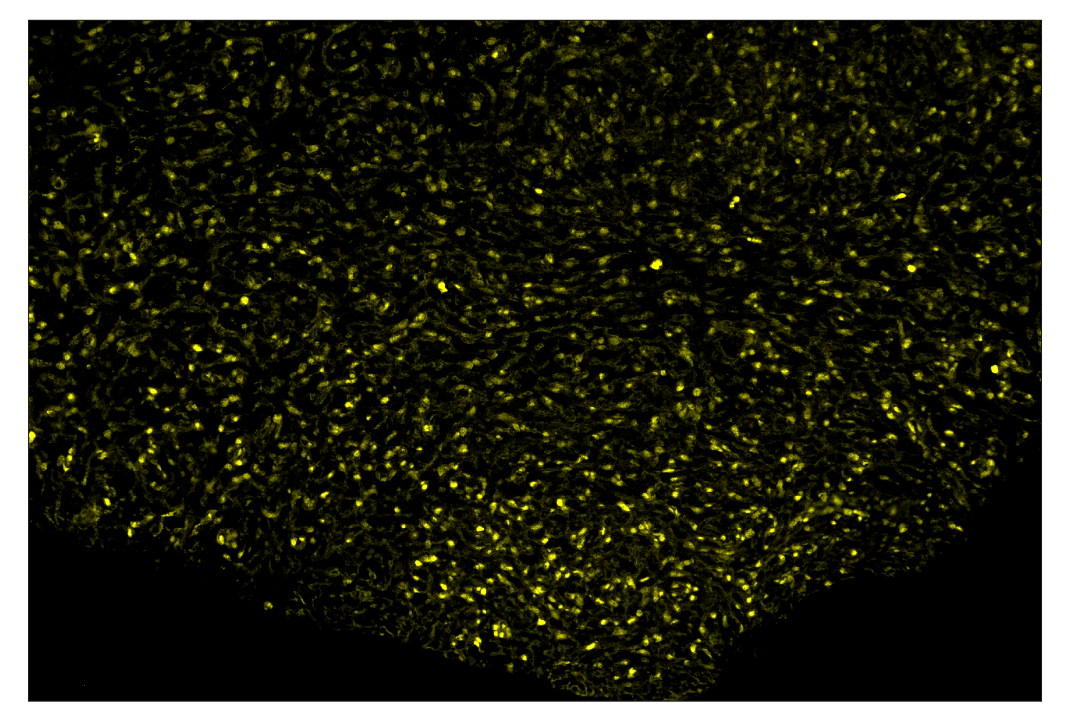Immunohistochemistry Image 3: PCNA (D3H8P) & CO-0090-594 SignalStar™ Oligo-Antibody Pair