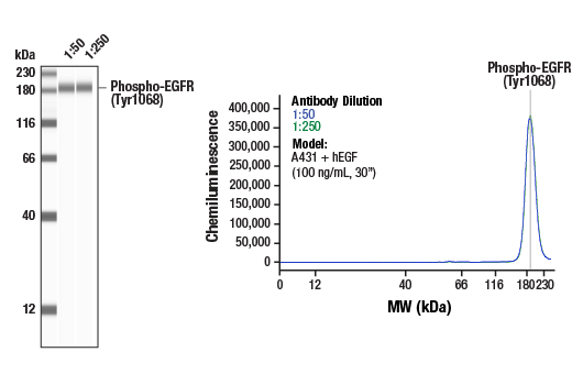  Image 1: Phospho-EGF Receptor Antibody Sampler Kit