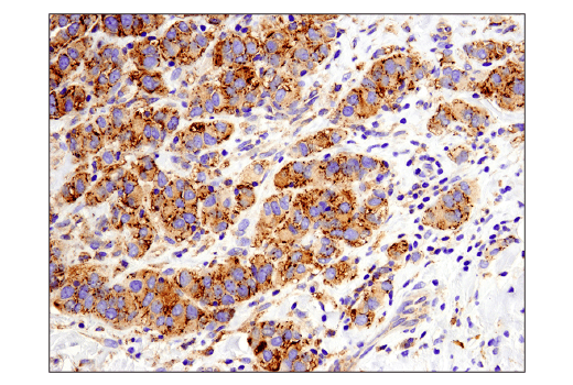Immunohistochemistry Image 1: MX1 (D3W7I) Rabbit mAb