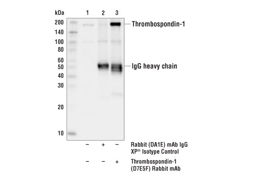 Immunoprecipitation Image 1: Thrombospondin-1 (D7E5F) Rabbit mAb