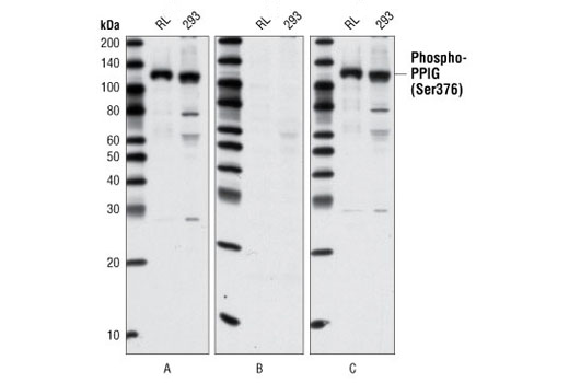 Western Blotting Image 1: Phospho-PPIG (Ser376) Antibody
