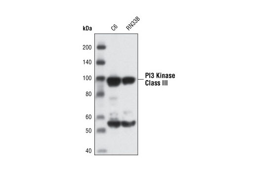 Western Blotting Image 1: PI3 Kinase Class III Antibody