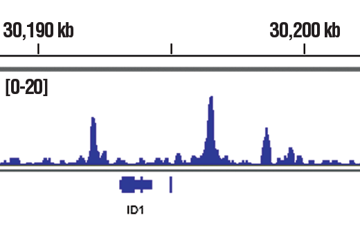 Chromatin Immunoprecipitation Image 1: SMAD4 (D3M6U) Rabbit mAb