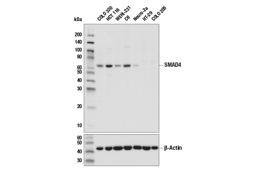  Image 4: SMAD2/3 Antibody Sampler Kit