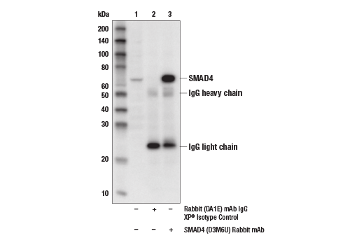  Image 12: SMAD 1/5/9 Antibody Sampler Kit
