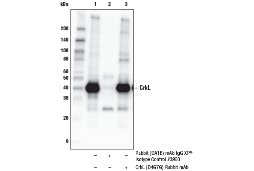 Immunoprecipitation Image 1: CrkL (D4G7G) Rabbit mAb