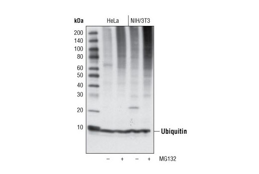 Western Blotting Image 1: Ubiquitin Antibody