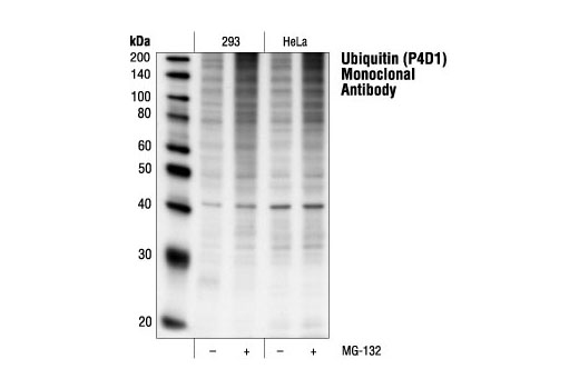 Western Blotting Image 1: Ubiquitin (P4D1) Mouse mAb