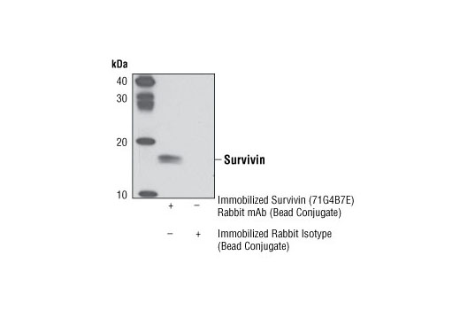 Immunoprecipitation Image 1: Survivin (71G4B7) Rabbit mAb (Sepharose® Bead Conjugate)