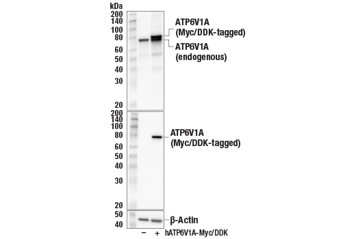 Western Blotting Image 3: ATP6V1A (E5N9E) Rabbit mAb