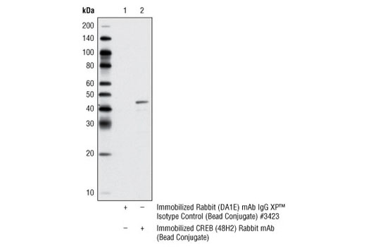 Immunoprecipitation Image 1: CREB (48H2) Rabbit mAb (Sepharose® Bead Conjugate)