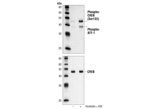 Western Blotting Image 1: Phospho-CREB (Ser133) (87G3) Rabbit mAb (BSA and Azide Free)