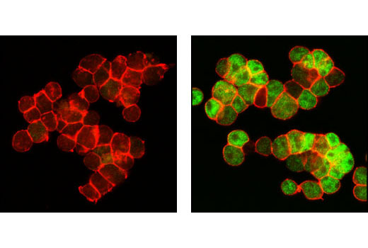 Immunofluorescence Image 1: Nur77 (D63C5) XP® Rabbit mAb