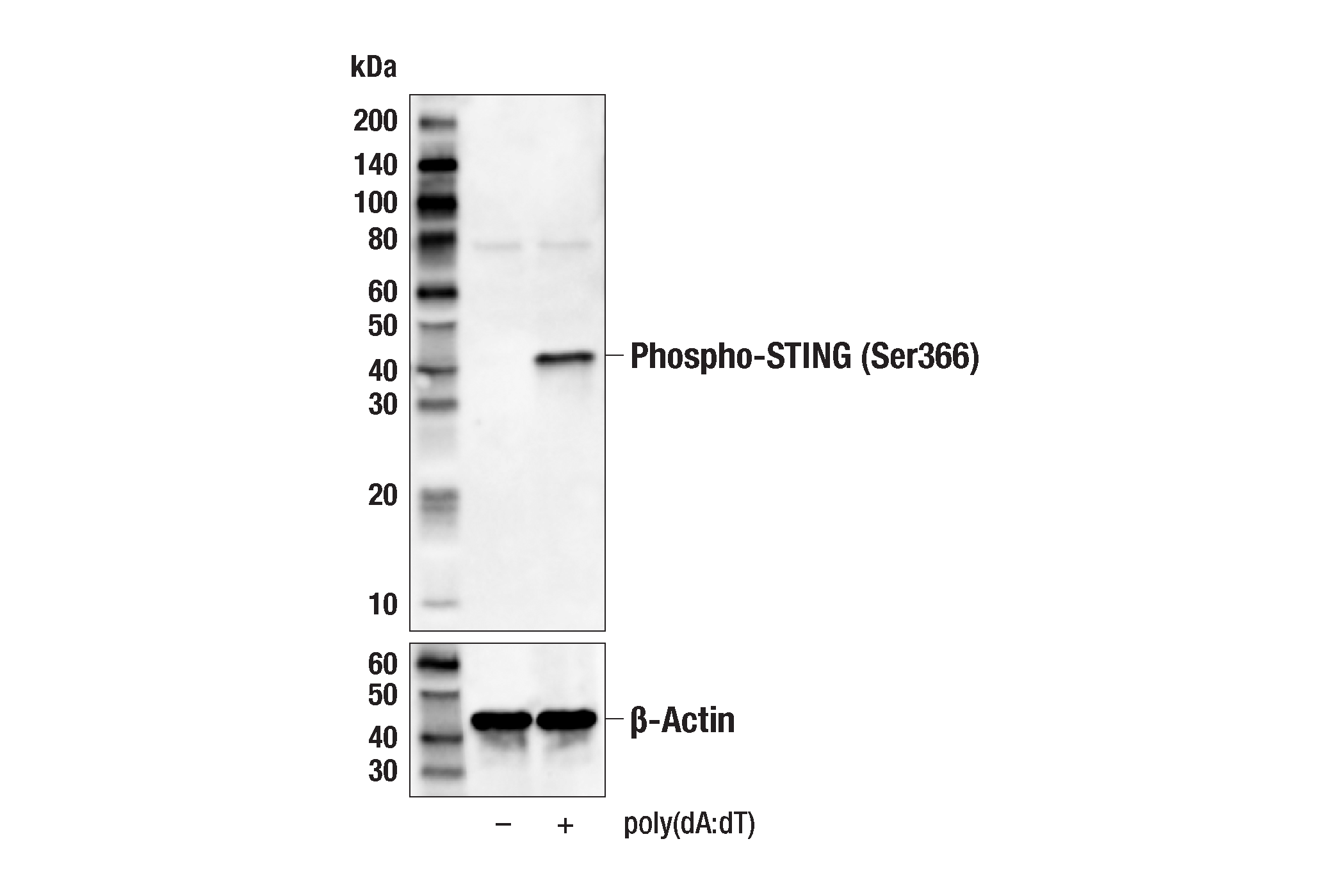  Image 1: Phospho-STING (Ser366) (D7C3S) Rabbit mAb (Biotinylated)