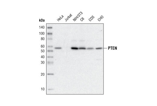 Western Blotting Image 1: PTEN (D4.3) XP® Rabbit mAb (Biotinylated)