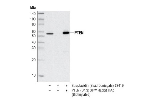 Immunoprecipitation Image 1: PTEN (D4.3) XP® Rabbit mAb (Biotinylated)