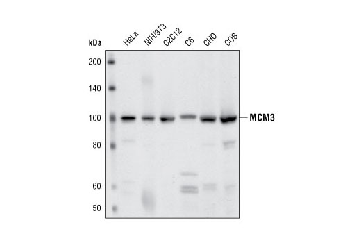 Western Blotting Image 1: MCM3 Antibody