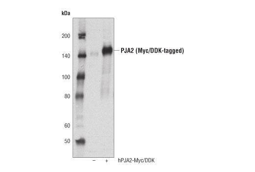 Western Blotting Image 2: PJA2 Antibody