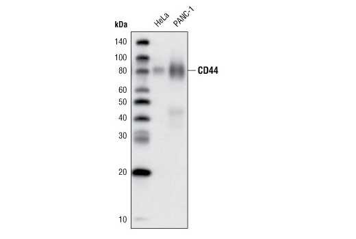 Western Blotting Image 1: CD44 (156-3C11) Mouse mAb (Biotinylated)