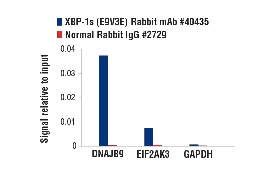 Chromatin Immunoprecipitation Image 1: XBP-1s (E9V3E) Rabbit mAb