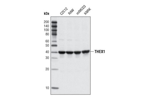 Western Blotting Image 1: THEX1 Antibody