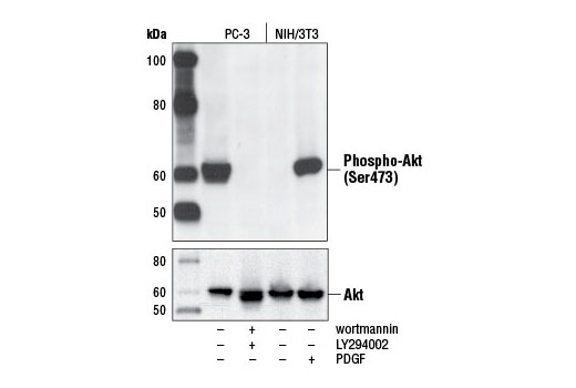  Image 4: PhosphoPlus® Akt (Ser473) Antibody Kit