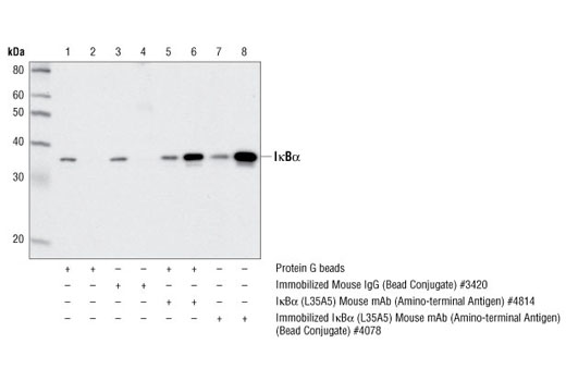 Immunoprecipitation Image 1: IκBα (L35A5) Mouse mAb (Amino-terminal Antigen) (Sepharose® Bead Conjugate)