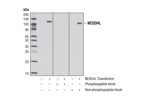Western Blotting Image 1: Phospho-NEDD4L (Ser342) Antibody