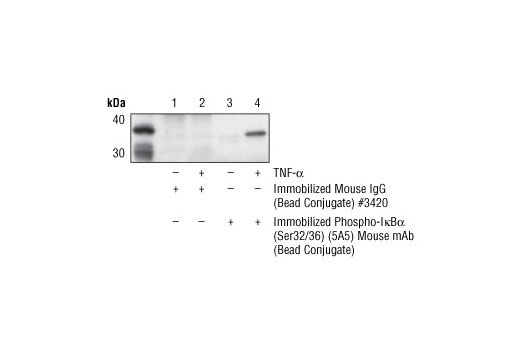 Immunoprecipitation Image 1: Phospho-IκBα (Ser32/36) (5A5) Mouse mAb (Sepharose® Bead Conjugate)