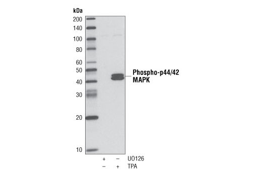 Western Blotting Image 1: Phospho-p44/42 MAPK (Erk1/2) (Thr202/Tyr204) (D13.14.4E) XP® Rabbit mAb (Biotinylated)