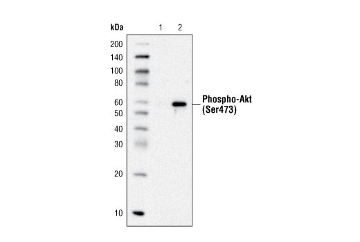 Immunoprecipitation Image 1: Rabbit (DA1E) mAb IgG XP® Isotype Control (Biotinylated)
