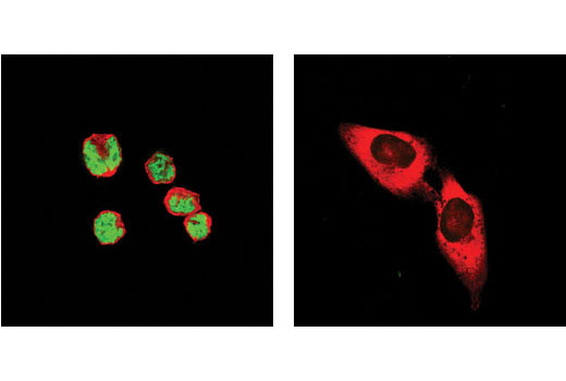 Immunofluorescence Image 1: GATA-1 (D52H6) XP® Rabbit mAb (BSA and Azide Free)