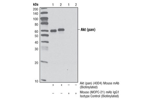 Immunoprecipitation Image 1: Mouse (MOPC-21) mAb IgG1 Isotype Control (Biotinylated)
