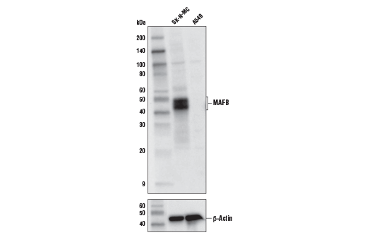 Western Blotting Image 1: MAFB Antibody