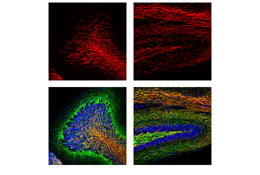 Immunofluorescence Image 1: Myelin Basic Protein (D8X4Q) XP® Rabbit mAb (Alexa Fluor® 594 Conjugate)
