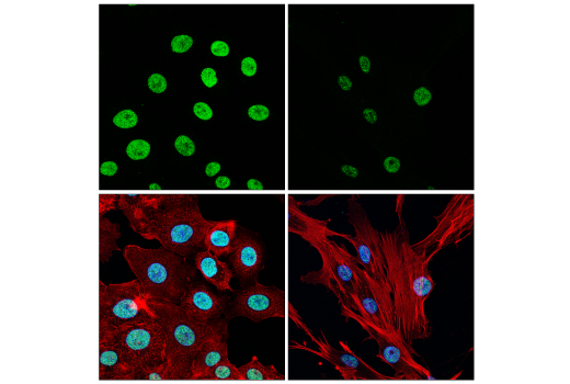Immunofluorescence Image 1: Histone H1.4 (D4J5Q) Rabbit mAb