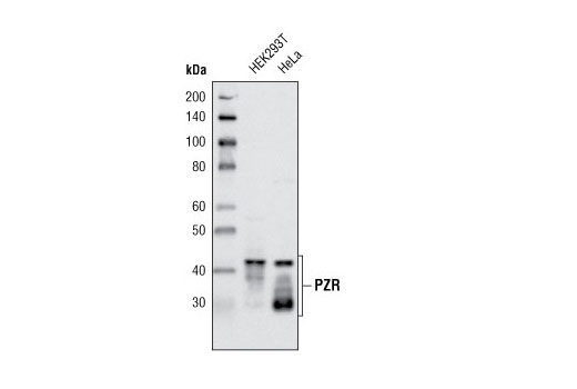 Western Blotting Image 1: PZR Antibody