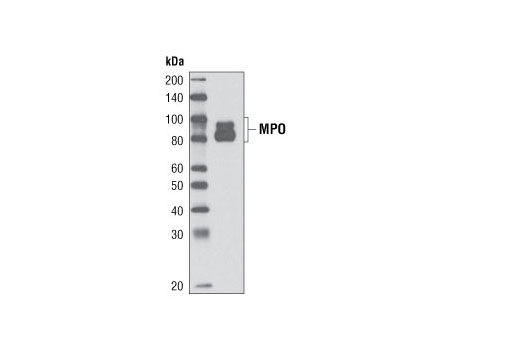 Western Blotting Image 1: Myeloperoxidase (L607) Antibody
