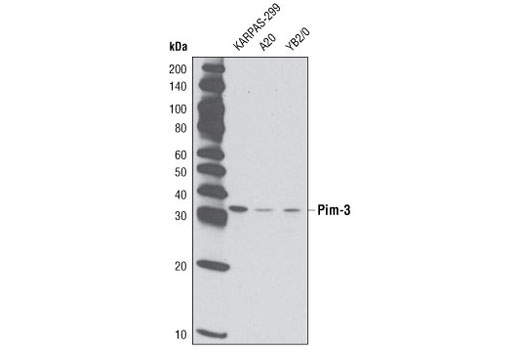  Image 4: Pim Kinase Antibody Sampler Kit