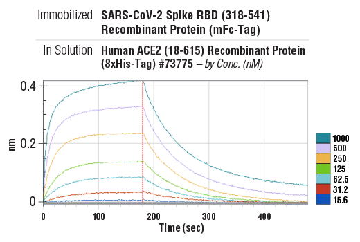 Image 1: SARS-CoV-2 Spike RBD (318-541) Recombinant Protein (mFc-Tag)